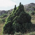 Juniperus communis subsp. hemisphaerica